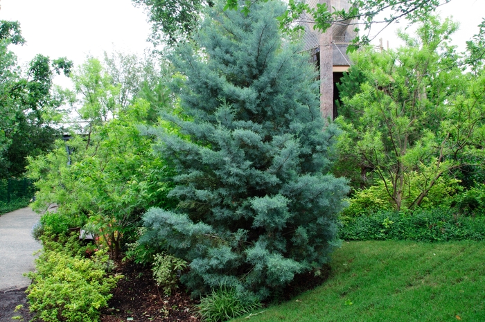 Arizona Cypress - Cupressus arizonica from Roots Garden Center Inc