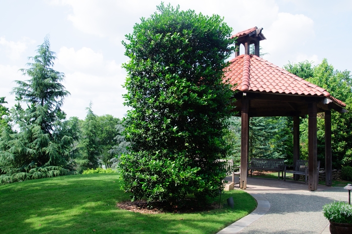 'Nellie R. Stevens' Holly - Ilex from Roots Garden Center Inc