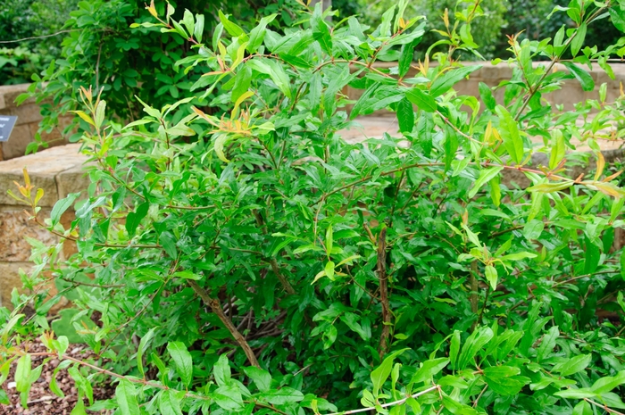 Pomegranate - Punica granatum from Roots Garden Center Inc