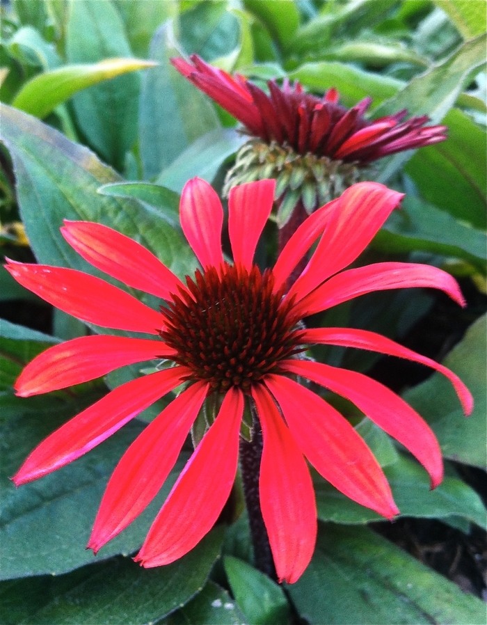 Big Sky™ 'Solar Flare' - Echinacea purpurea (Coneflower) from Roots Garden Center Inc