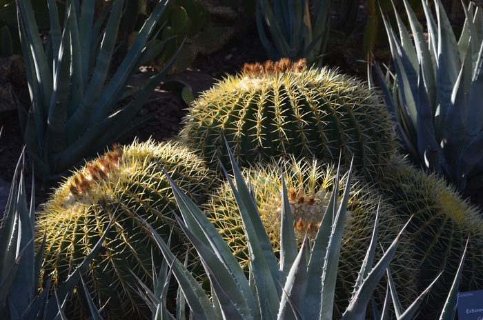 Golden Barrel Cactus - Echinocactus grusonii from Roots Garden Center Inc