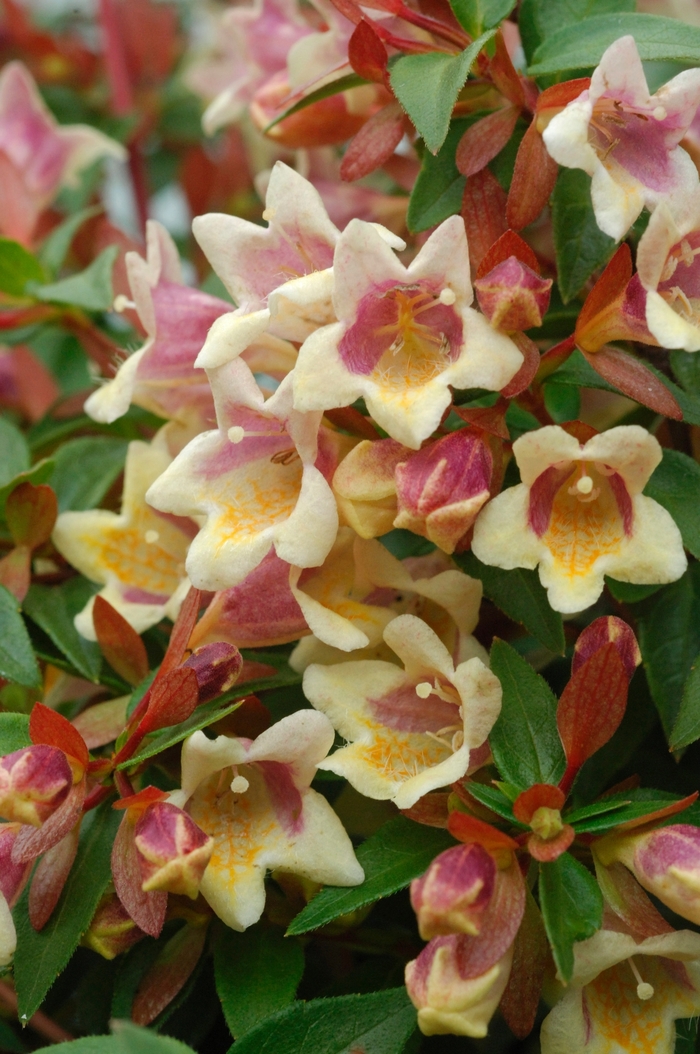 Sunny Anniversary® - Abelia x grandiflora 'Minduo1' PP24445, Can 5236 from Roots Garden Center Inc