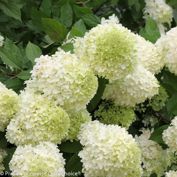 'Limelight' Panicle Hydrangea - Hydrangea paniculata from Roots Garden Center Inc