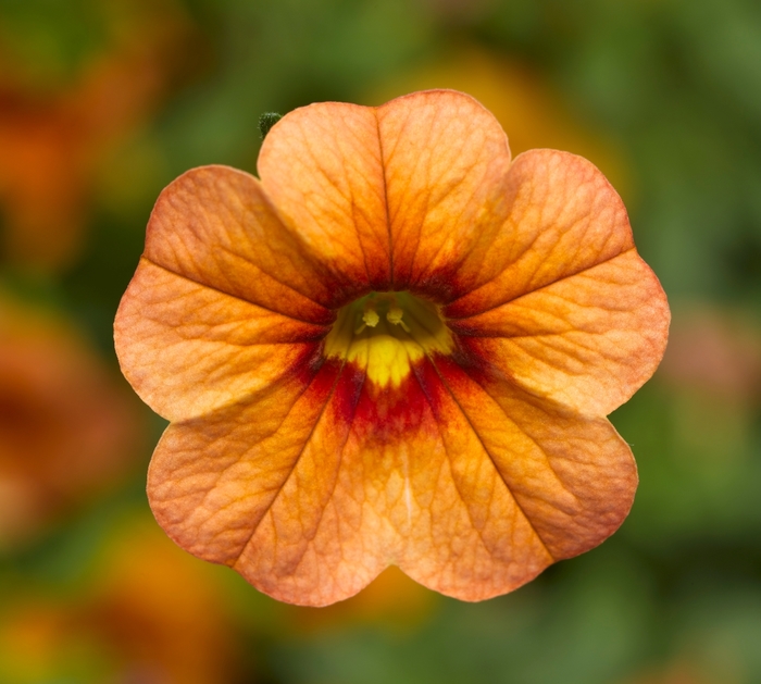 Million Bells - Calibrachoa 'Callie® Apricot' from Roots Garden Center Inc