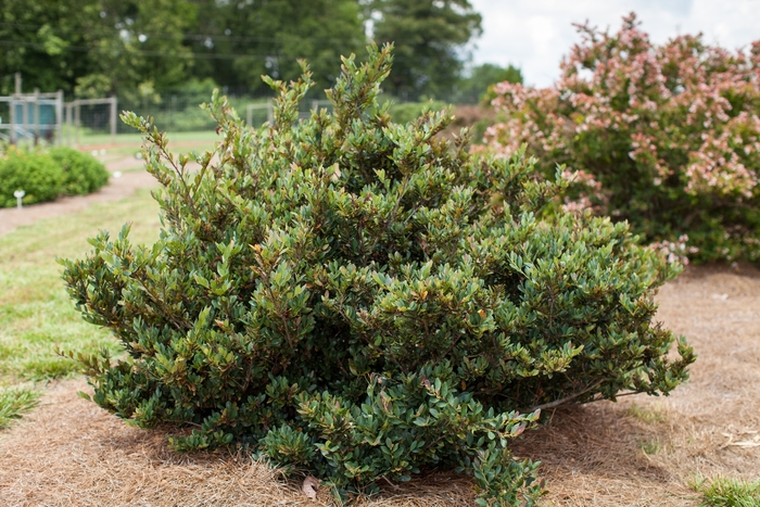 Coppertone™ - Distylium from Roots Garden Center Inc