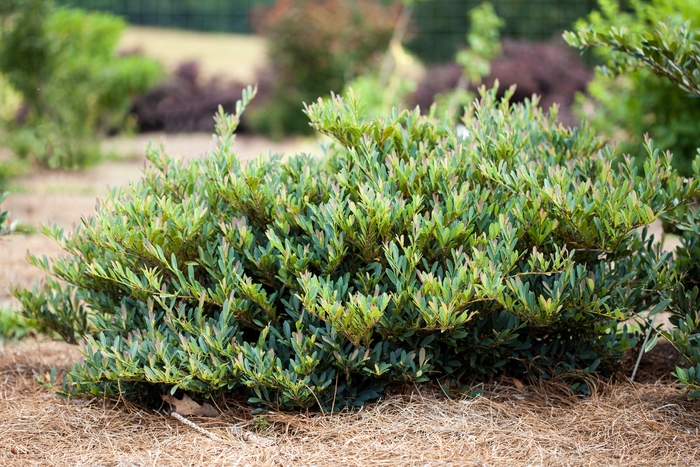 'Cinnamon Girl®' Dystilium - Distylium from Roots Garden Center Inc