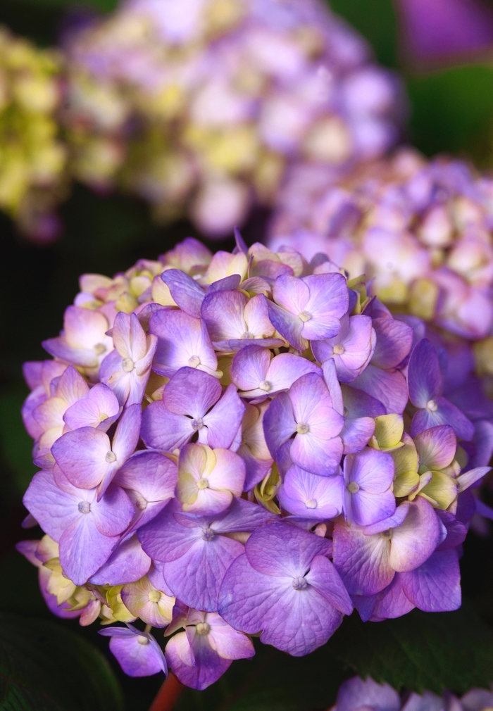 BloomStruck® - Hydrangea macrophylla from Roots Garden Center Inc