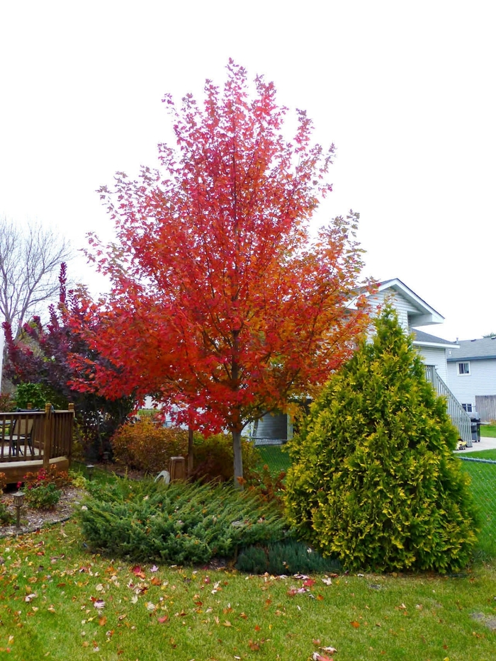 Matador™ Maple - Acer x freemanii Bailston from Roots Garden Center Inc