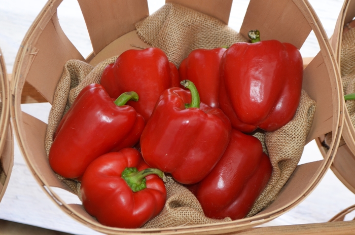 Red Bell Pepper - Capsicum annuum from Roots Garden Center Inc