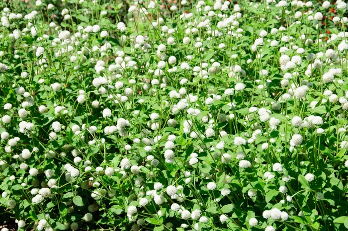 Las Vegas 'White' - Gomphrena globosa (Globe Amaranth) from Roots Garden Center Inc
