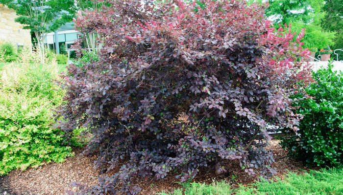 Glowing Horizons® 'Ever Red®' - Loropetalum chinense (Chinese Fringeflower) from Roots Garden Center Inc