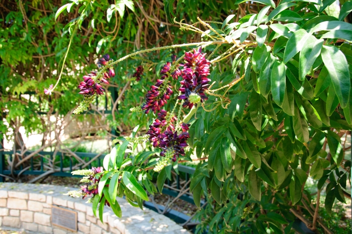 Evergreen Wisteria - Millettia reticulata from Roots Garden Center Inc