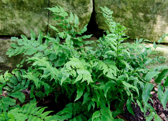 Holly Fern - Polystichum makinoi from Roots Garden Center Inc