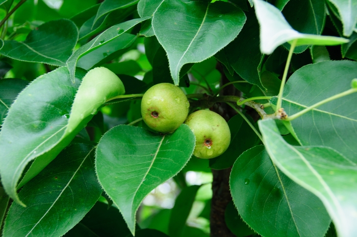 'Southern Bartlett' Pear - Pyrus from Roots Garden Center Inc