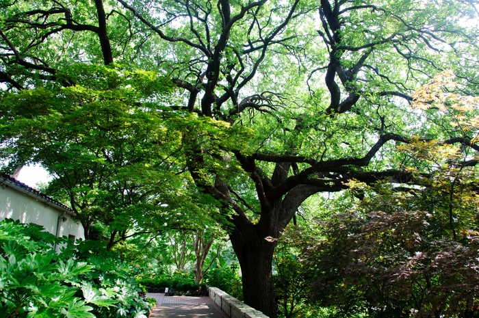 Live Oak - Quercus virginiana from Roots Garden Center Inc