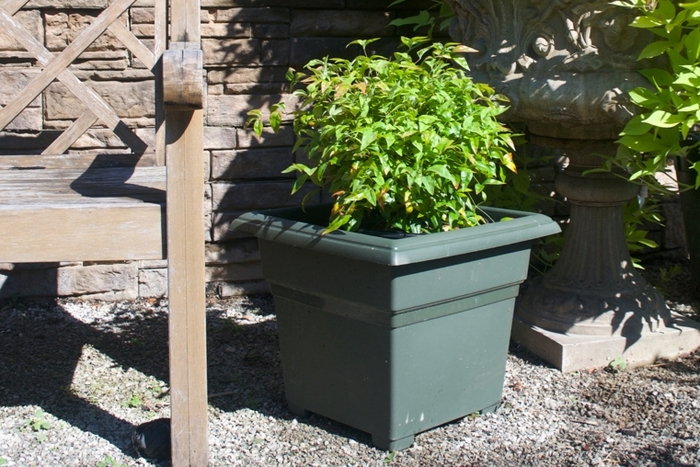 'Firepower' Heavenly Bamboo - Nandina domestica from Roots Garden Center Inc