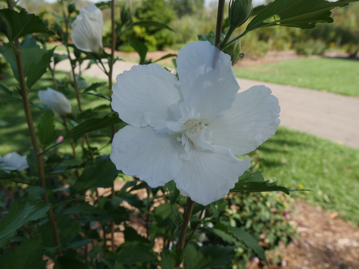 'White Pillar®' Rose of Sharon - Hibiscus syriacus from Roots Garden Center Inc