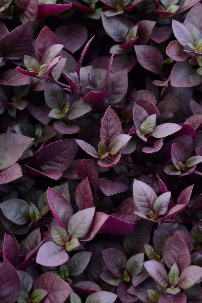 Alternanthera Plum Dandy - Alternanthera 'Plum Dandy' from Roots Garden Center Inc