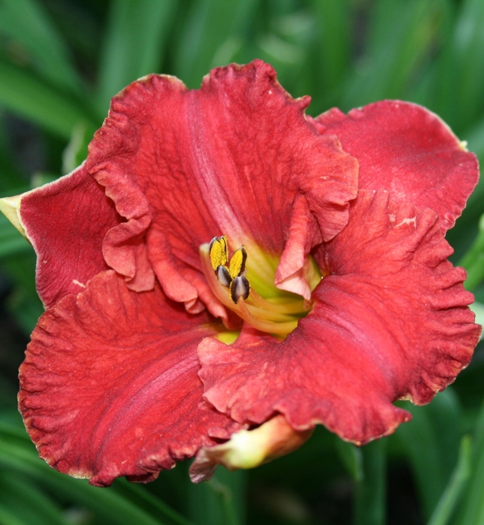 Daylily - Hemerocallis 'Aruba Red' from Roots Garden Center Inc