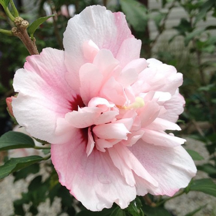 Smoothie™ 'Strawberry Smoothie™' - Hibiscus syriacus (Althea) from Roots Garden Center Inc