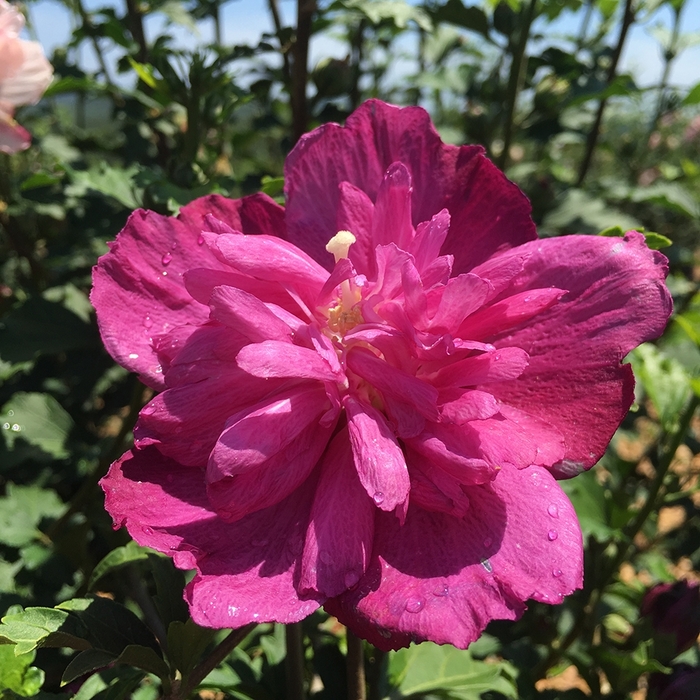 Smoothie™ 'Raspberry Smoothie™' - Hibiscus syriacus (Rose of Sharon) from Roots Garden Center Inc