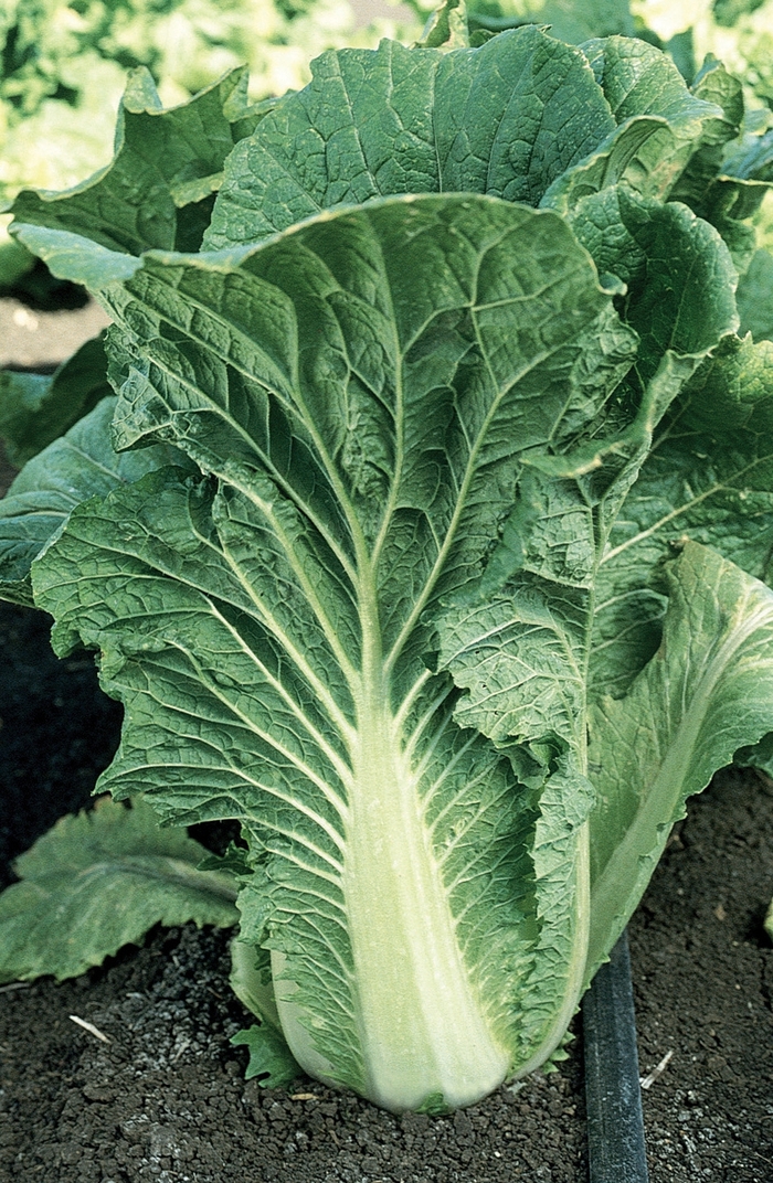 Chinese Cabbage-Michihli - Brassica rapa from Roots Garden Center Inc