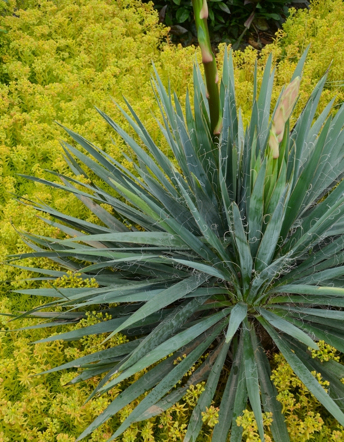 'Excalibur' Adam's Needle - Yucca filamentosa from Roots Garden Center Inc