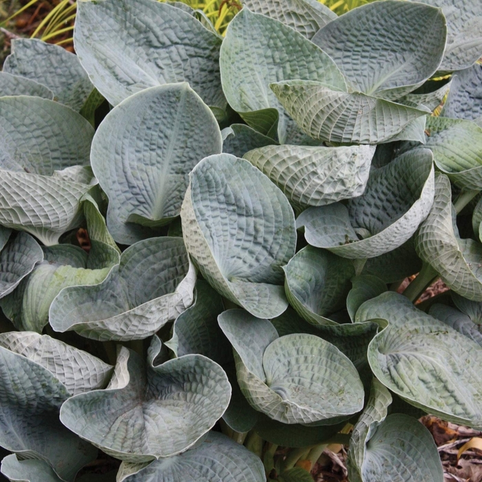 Hosta - Hosta 'Big Mama' from Roots Garden Center Inc