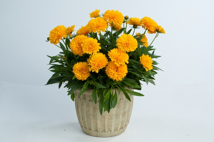 Solanna™ 'Golden Sphere' - Coreopsis grandiflora (Tickseed) from Roots Garden Center Inc