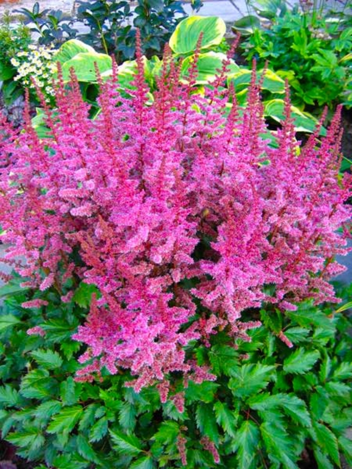 Finale False Spirea - Astilbe chinensis ''Finale'' (False Spirea) from Roots Garden Center Inc