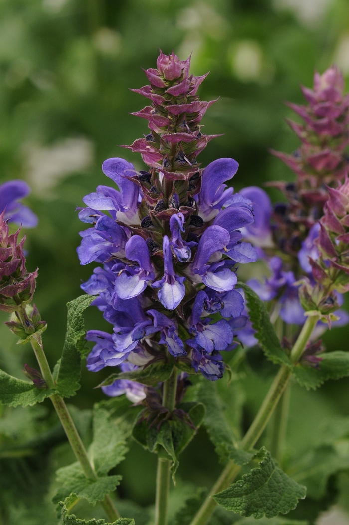 'Blue Marvel' Meadow Sage - Salvia nemorosa from Roots Garden Center Inc