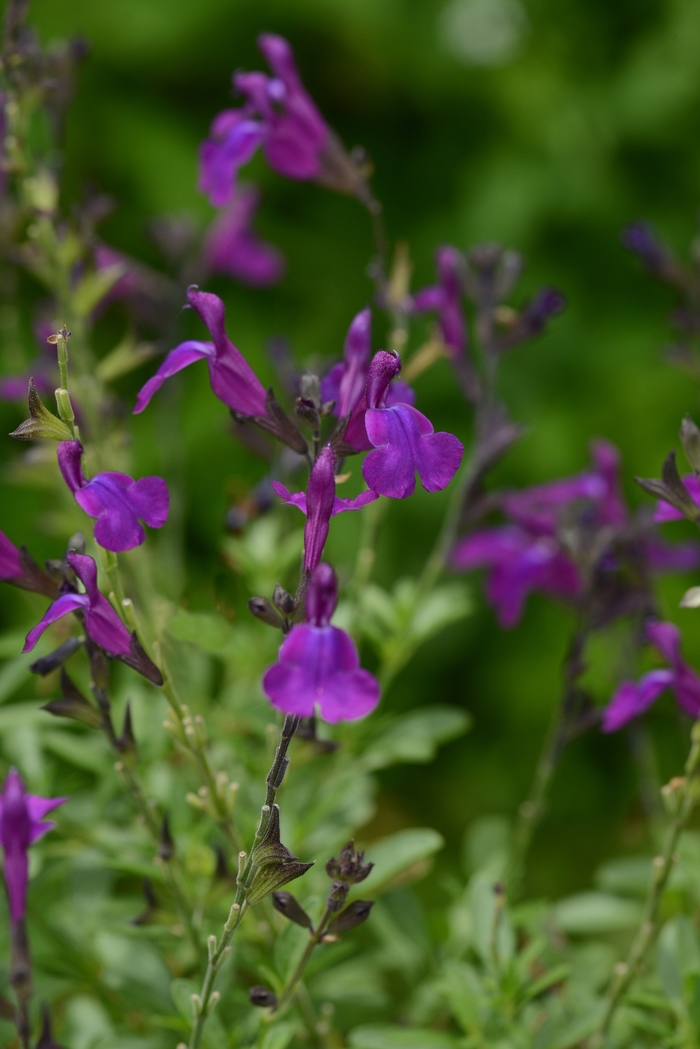Mirage™ 'Deep Purple' - Salvia greggii (Sage) from Roots Garden Center Inc