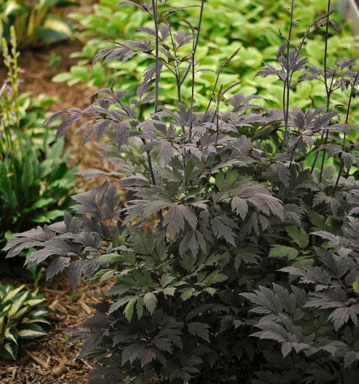 Black Snakeroot - Actaea 'Chocoholic' from Roots Garden Center Inc