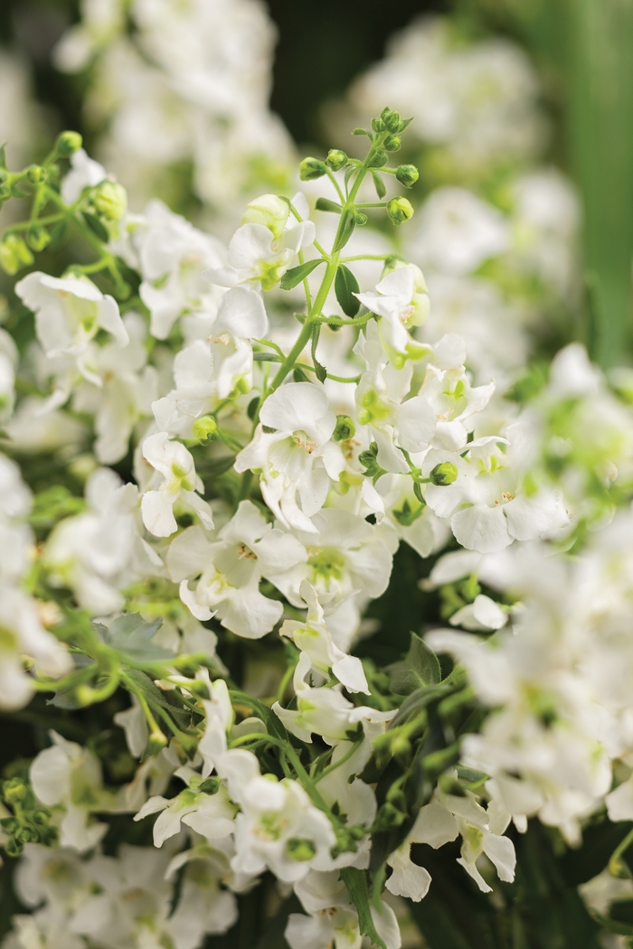 Carita™ Summer Snapdragon - Angelonia a. 'Angelface Cascade White' from Roots Garden Center Inc