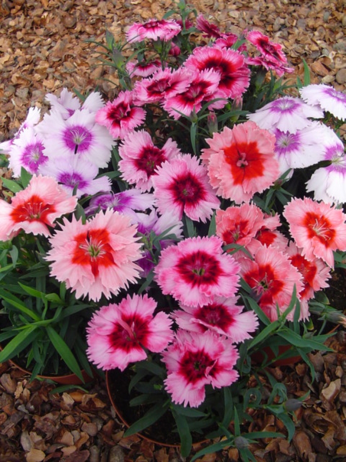 Diana 'Picotee Mix' - Dianthus chinensis (Pinks) from Roots Garden Center Inc