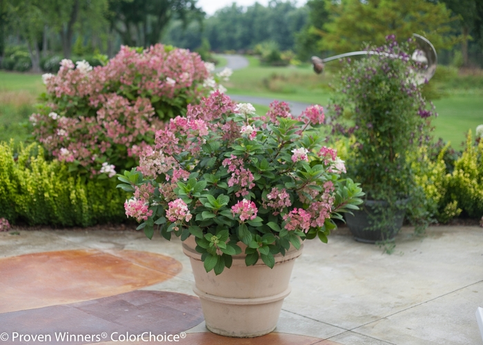 'Little Quick Fire®' Panicle Hydrangea - Hydrangea paniculata from Roots Garden Center Inc