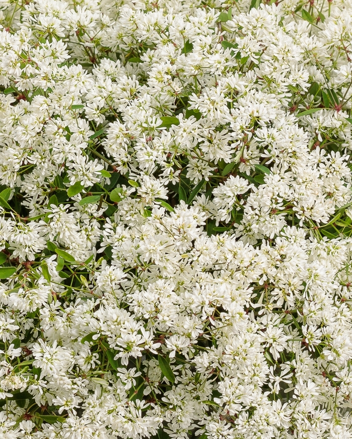 Diamond Snow® - Euphorbia from Roots Garden Center Inc