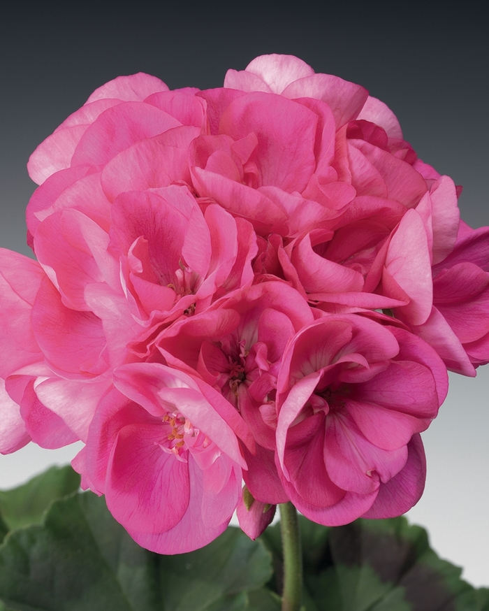 Daredevil® Orchid - Pelargonium zonale from Roots Garden Center Inc