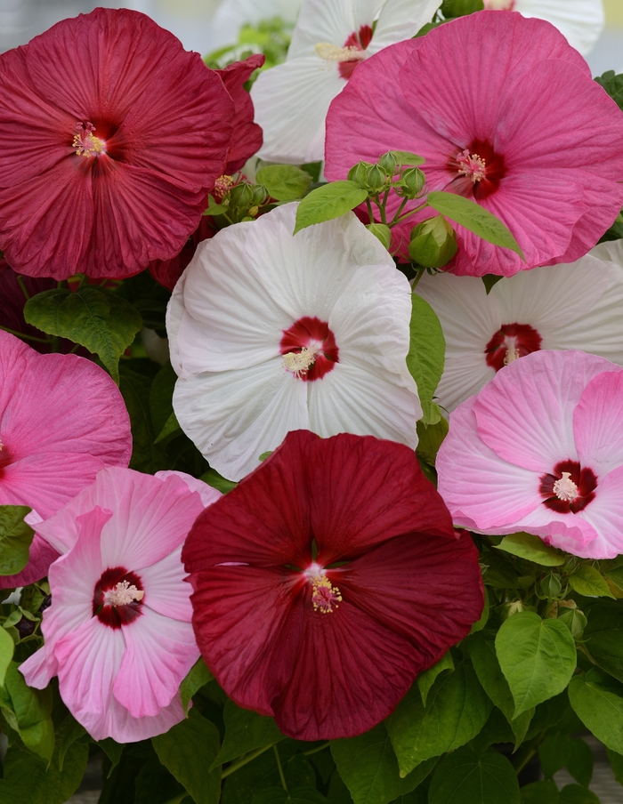 Luna™ 'Mix' - Hibiscus moscheutos (Hardy Hibiscus) from Roots Garden Center Inc