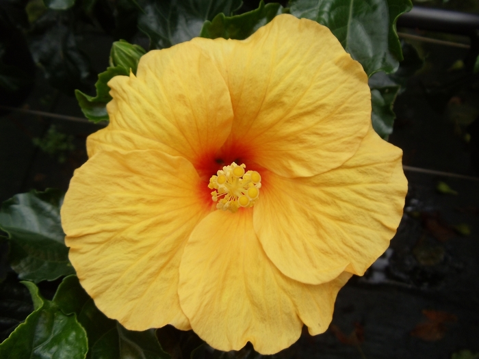 Tradewinds™ Tahiti Wind - Hibiscus rosa-sinensis from Roots Garden Center Inc
