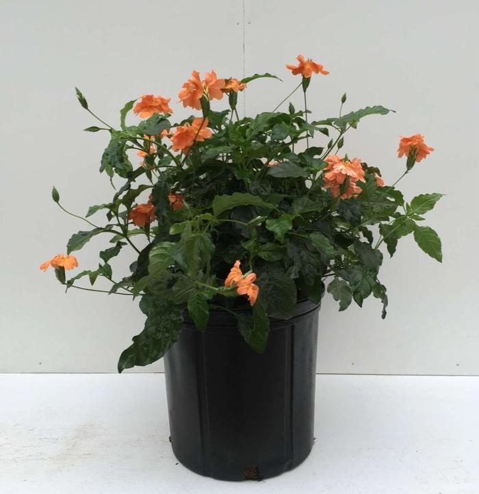 'Orange Marmalade' Firecracker Flower - Crossandra infundibuliformis from Roots Garden Center Inc
