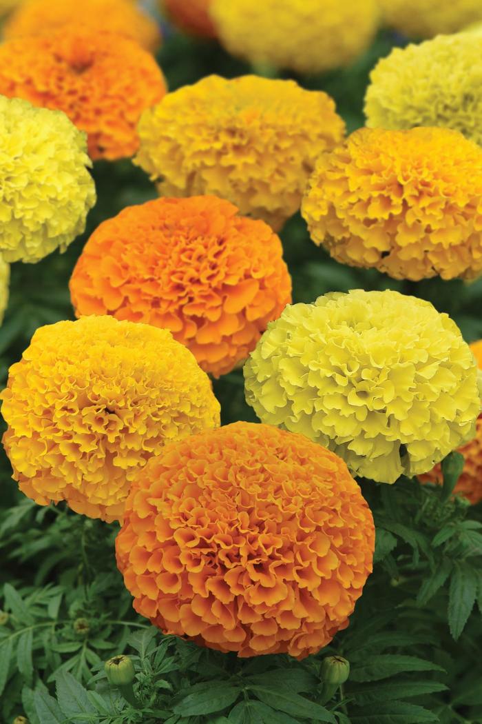 Marvel II™ Series - Tagetes erecta from Roots Garden Center Inc