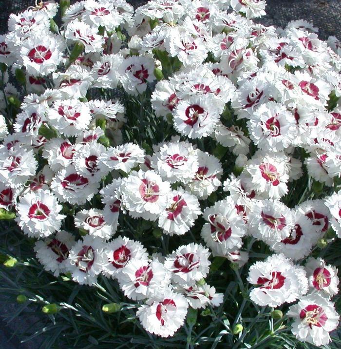 Scent First® 'Coconut Surprise' - Dianthus (Pinks) from Roots Garden Center Inc