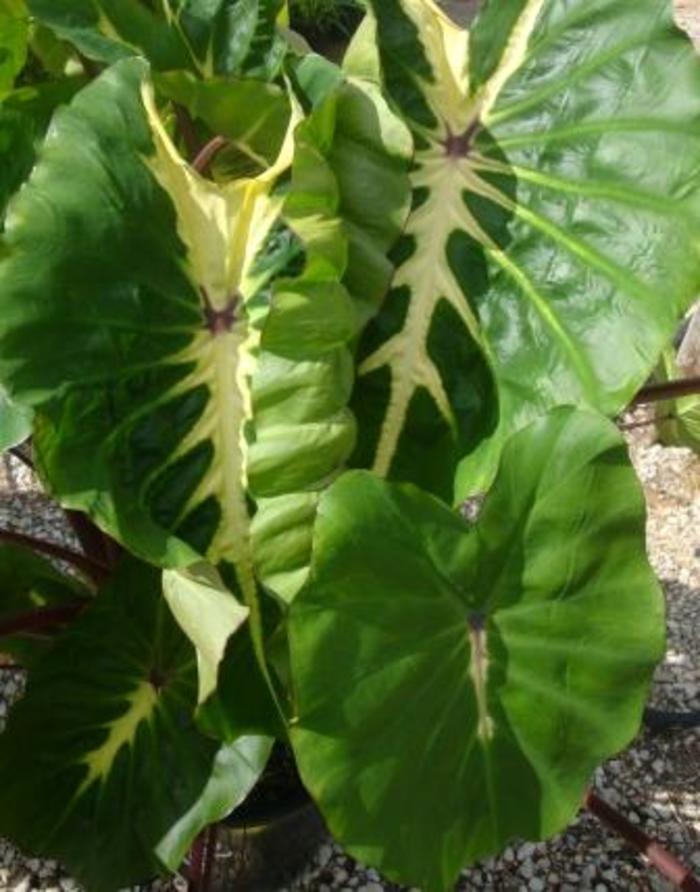 Royal Hawaiian® 'White Lava' - Colocasia esculenta (Taro) from Roots Garden Center Inc