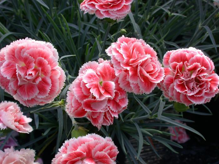 Scent First® 'Coral Reef' - Dianthus (Pinks) from Roots Garden Center Inc