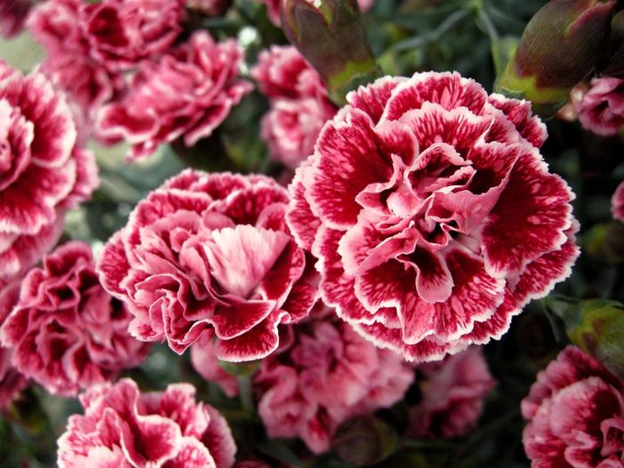 Scent First® 'Sugar Plum' - Dianthus from Roots Garden Center Inc