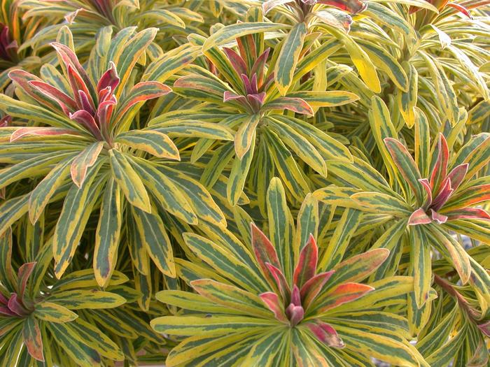 Sahara™ 'Ascot Rainbow' - Euphorbia x martinii (Spurge) from Roots Garden Center Inc