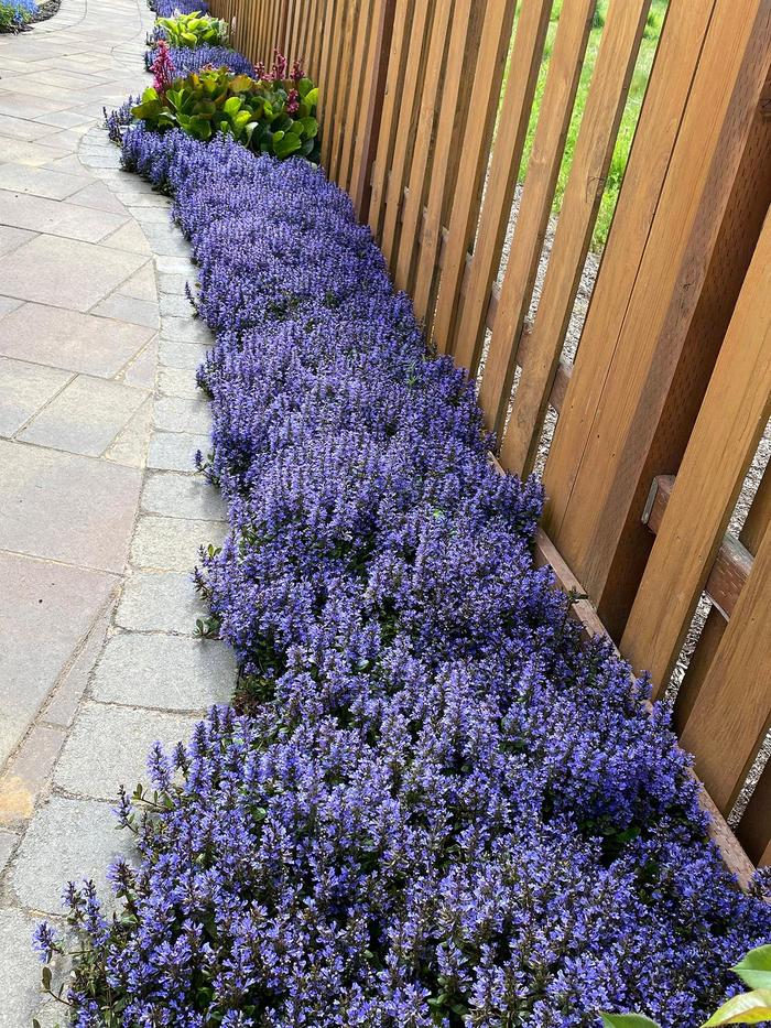 'Blueberry Muffin' - Ajuga reptans from Roots Garden Center Inc