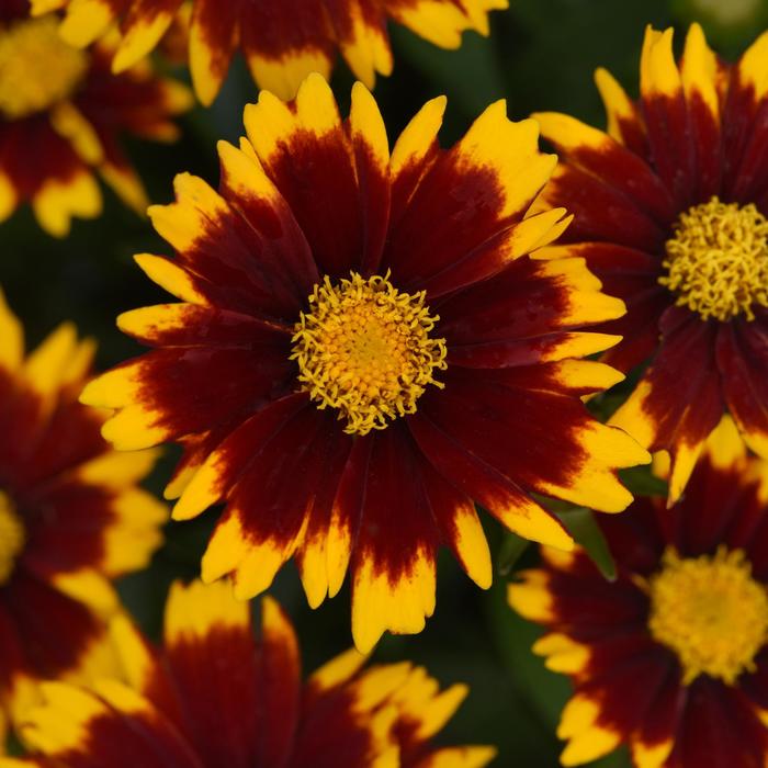 UpTick™ Red - Coreopsis (Tickseed) from Roots Garden Center Inc