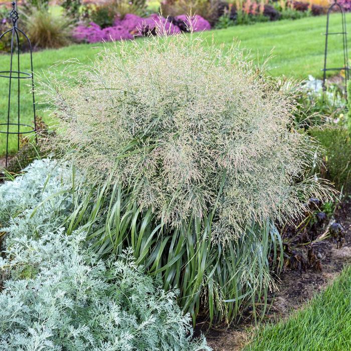 Prairie Winds® 'Niagara Falls' - Panicum virgatum (Switch Grass) from Roots Garden Center Inc
